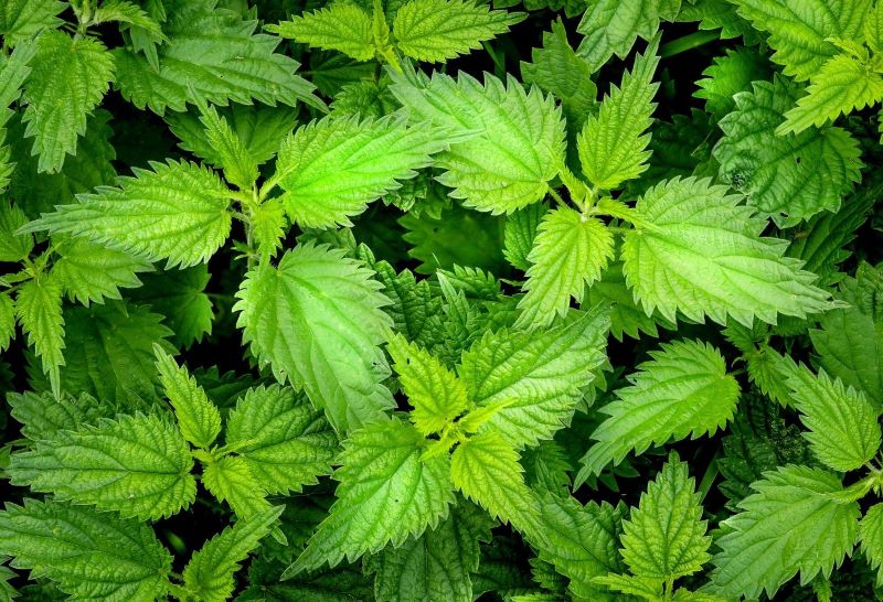 nettle-gd9fea69b5_1920.jpg